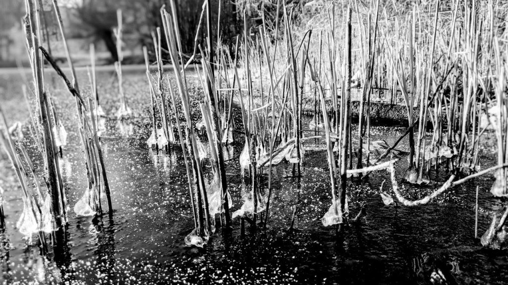 Zugefrorener See mit Schilf: inspirierend!